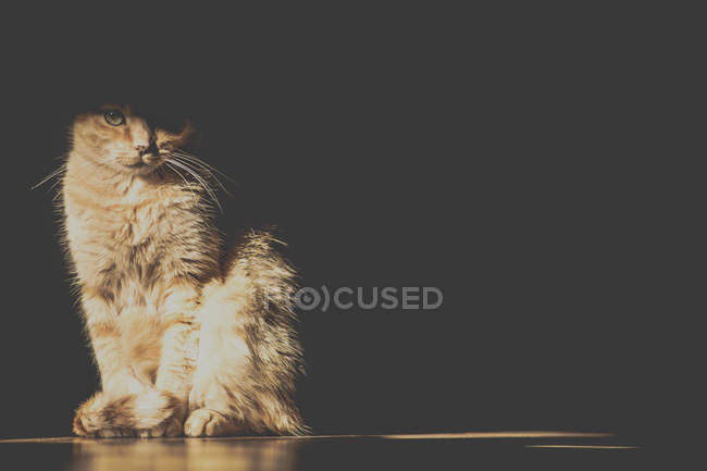 Cute fluffy cat sitting on floor in shadows — Stock Photo