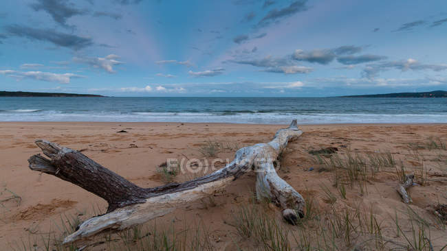 Мальовничим видом driftwood на Eden Beach, новий Південний Уельс, Австралія — стокове фото