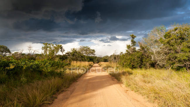 Живописный вид на пустую грунтовую дорогу, Национальный парк Крюгер, Мпумаланга, ЮАР — стоковое фото