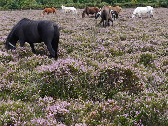 Manada de nuevos ponis forestales pastando en Heather, Hampshire, Inglaterra, Reino Unido - foto de stock