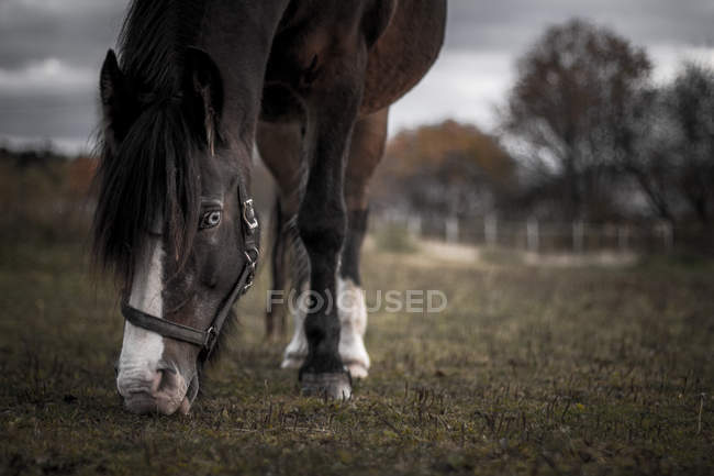 Живописный вид на выпас лошадей на пастбище — стоковое фото