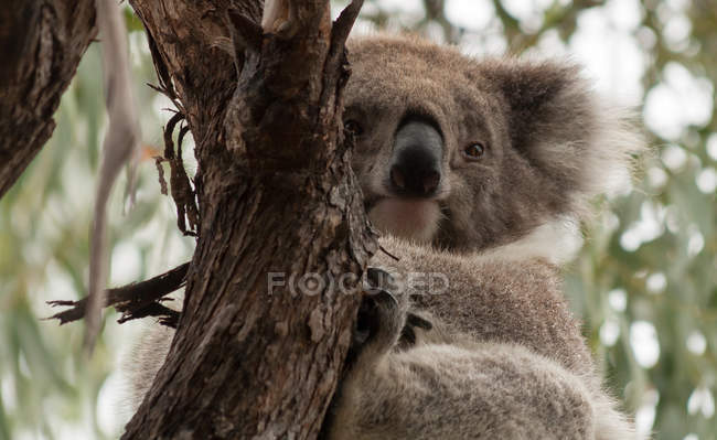 Koala oso sentado en rama de árbol - foto de stock
