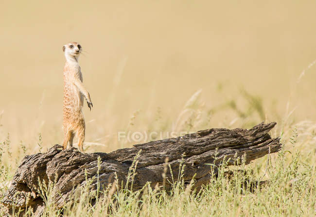 Meerkat de pie sobre madera, Botswana, Kgalagadi District, Kgalagdi Transfrontier Park - foto de stock