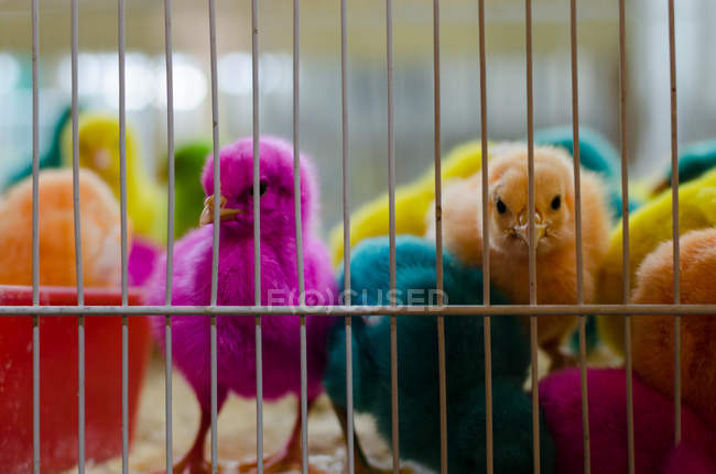 Cute Colorful Chickens sitting in cage, close-up — Stock Photo