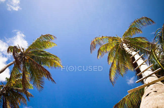 Scenic view of palm trees with ladder steps — Stock Photo