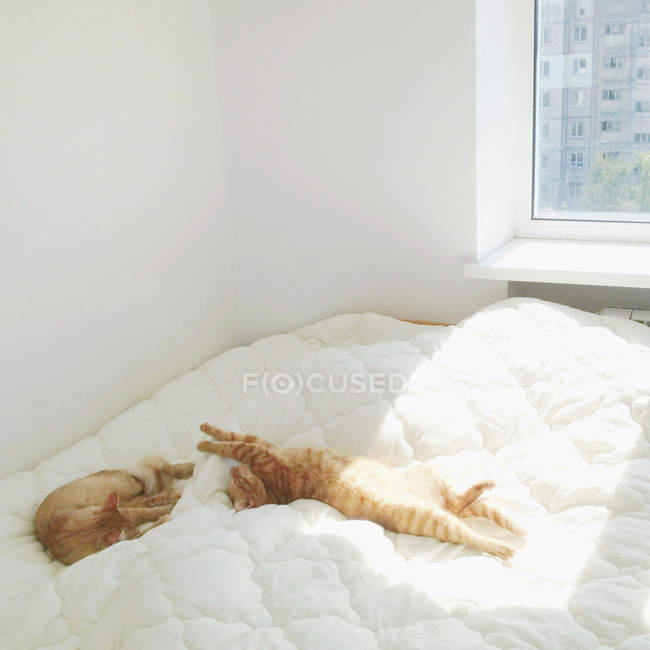 Zwei entzückende Katzen schlafen auf weißem Bett drinnen — Stockfoto