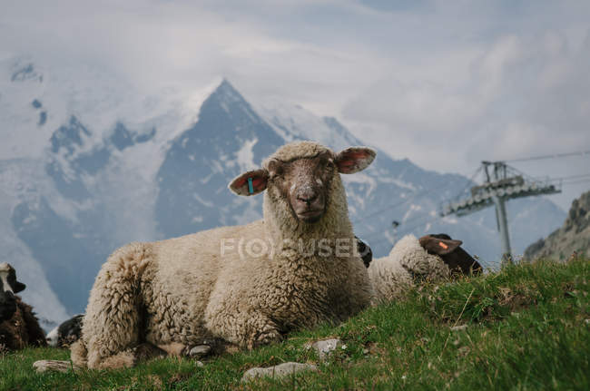 Vista de ovelhas bonitos em pastagem com montanhas no fundo — Fotografia de Stock