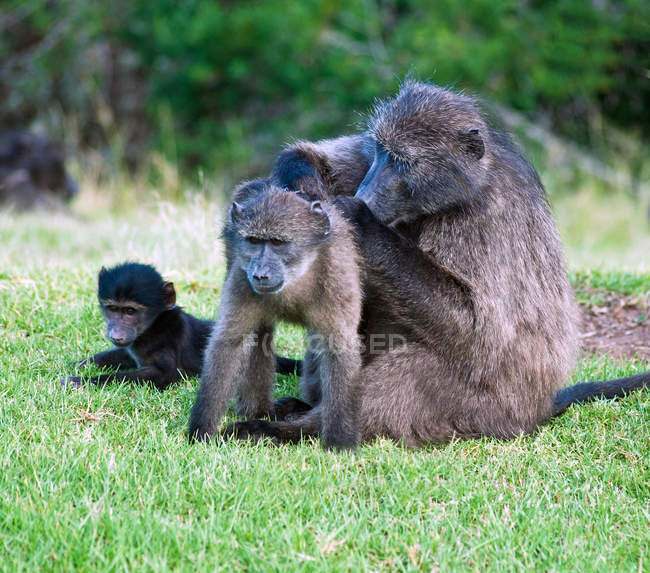 African Baboons Familia sentada sobre hierba verde, Cabo Oriental, Sudáfrica - foto de stock