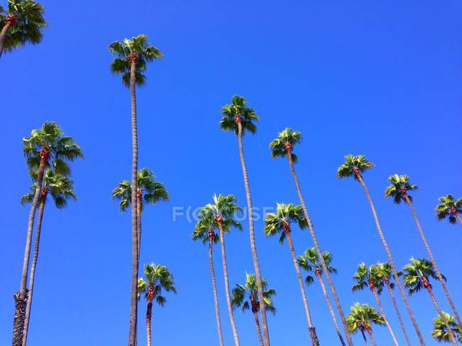 Vue à angle bas des sommets des palmiers — Photo de stock