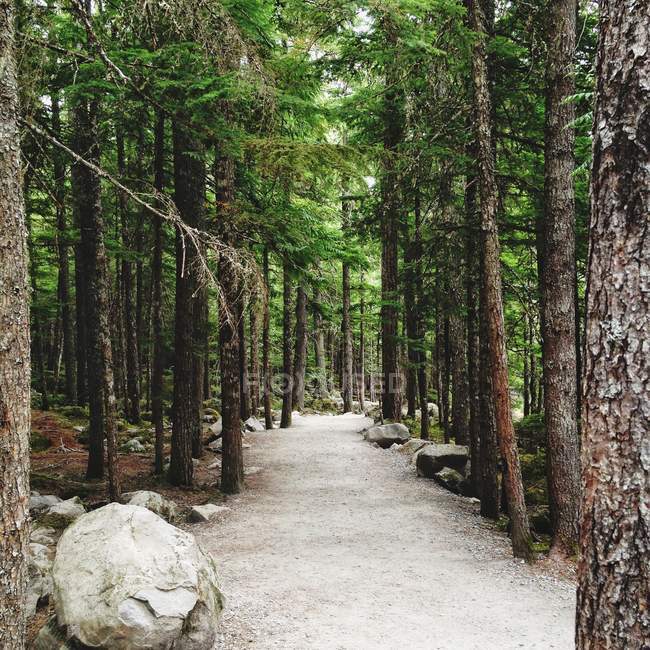 Pfad durch grünen, schönen Wald in Kanada — Stockfoto