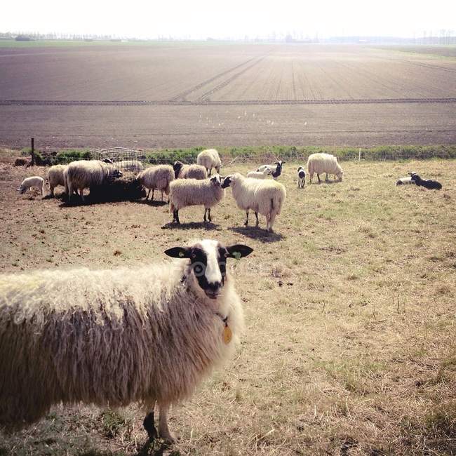 Schafherde steht auf der Weide und blickt in die Kamera — Stockfoto