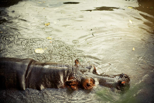 Erhöhter Blick auf wilde Flusspferde, die im Wasser schwimmen — Stockfoto