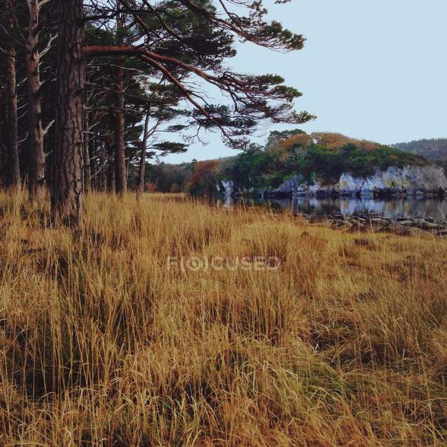 Ирландия, Манстер, графство Керри, Килларни, красивый осенний пейзаж — стоковое фото