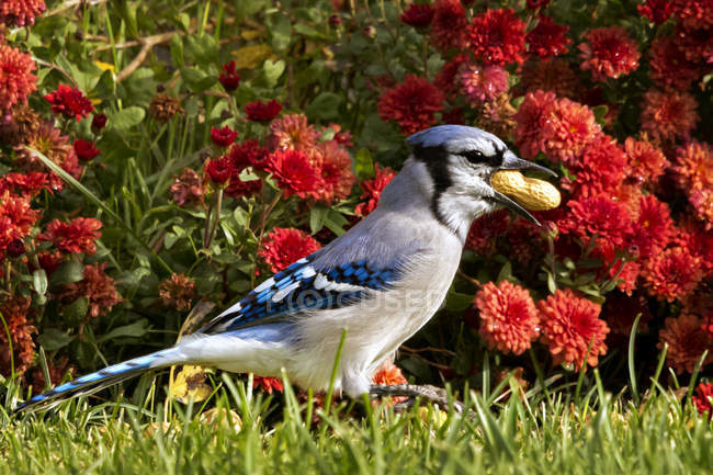 Blue Jay sosteniendo cacahuete en la boca y de pie en la naturaleza - foto de stock