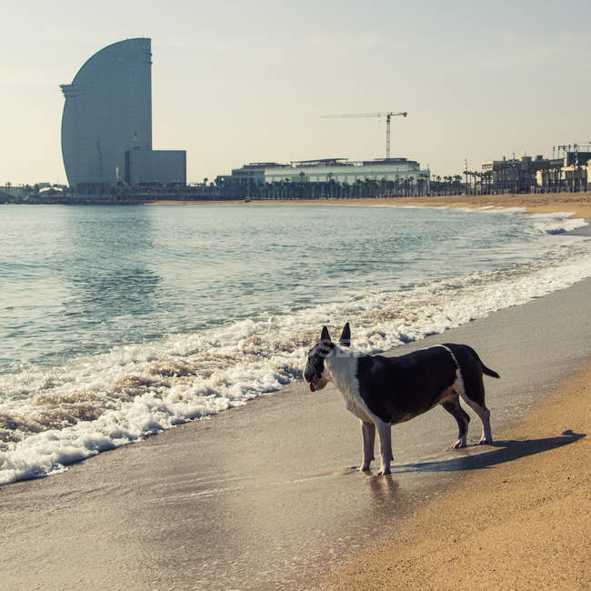 Cão engraçado na praia olhando para o mar — Fotografia de Stock
