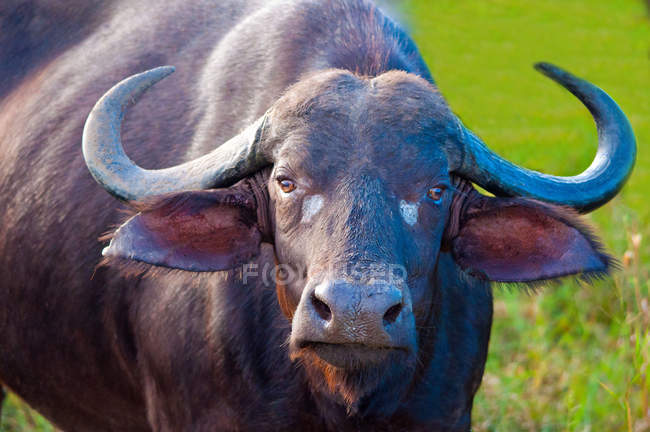 Vista de primer plano de bisonte, Sudáfrica Buffalo - foto de stock