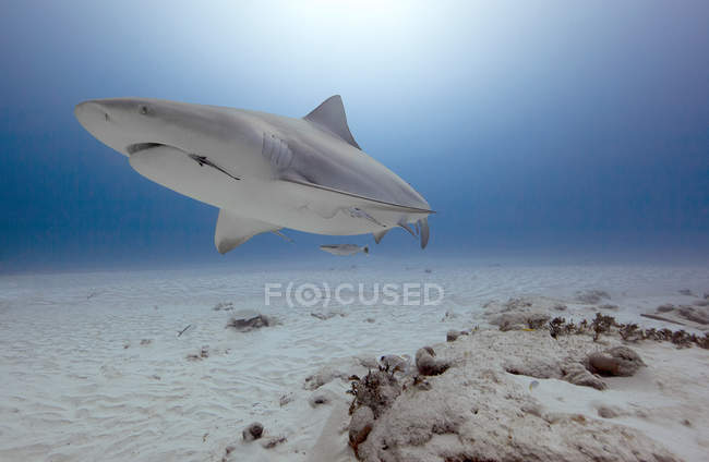 Majestuoso tiburón toro nadando bajo el agua - foto de stock
