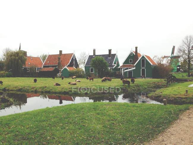 Animales domésticos pastando en hierba verde cerca de casas holandesas y molino de viento - foto de stock