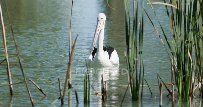 Majestoso pelicano no lago, natureza selvagem — Fotografia de Stock
