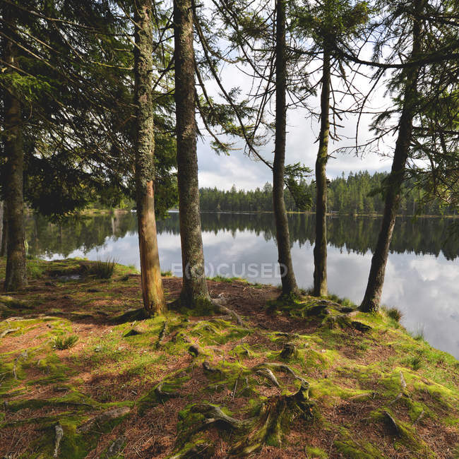 Raízes de árvores na margem do lago, Suíça, Jura — Fotografia de Stock