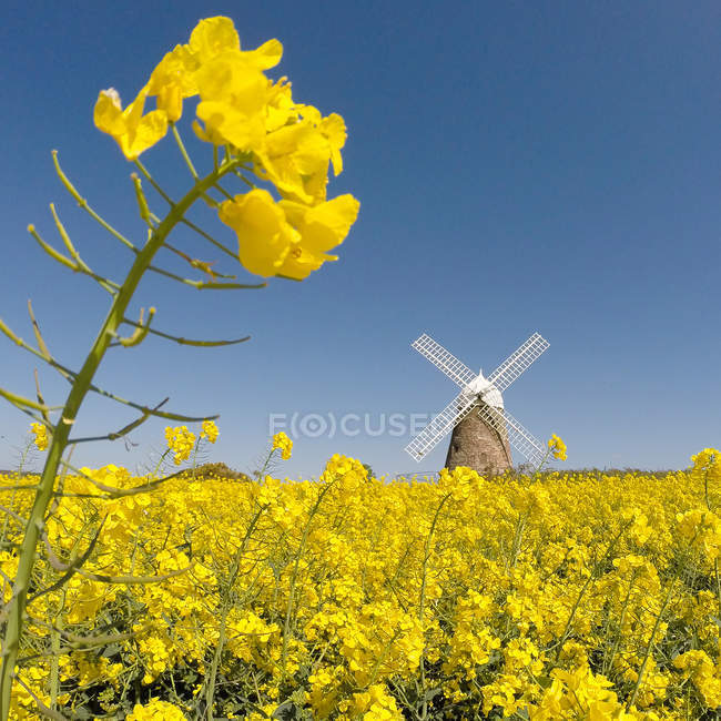 Vereinigtes Königreich, West Sussex, Halnakerwindmühle im Blumenfeld — Stockfoto