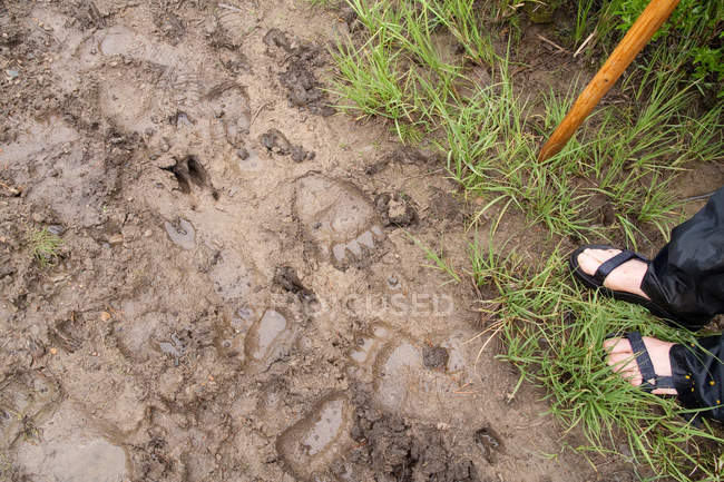 Cropped image of Man standing next to Animal tracks in mud — Stock Photo