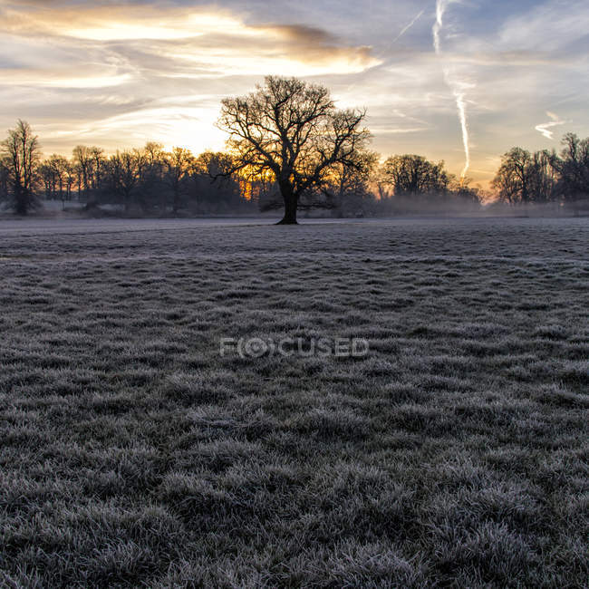 Trees in frosted field under dramatic sky above — Stock Photo