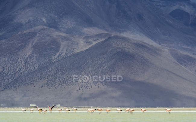 Vista panorâmica dos flamingo no Salar de Surire, Chile — Fotografia de Stock