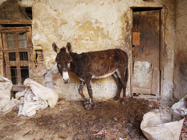Retrato de un burro parado cerca de un antiguo edificio abandonado en Marruecos - foto de stock