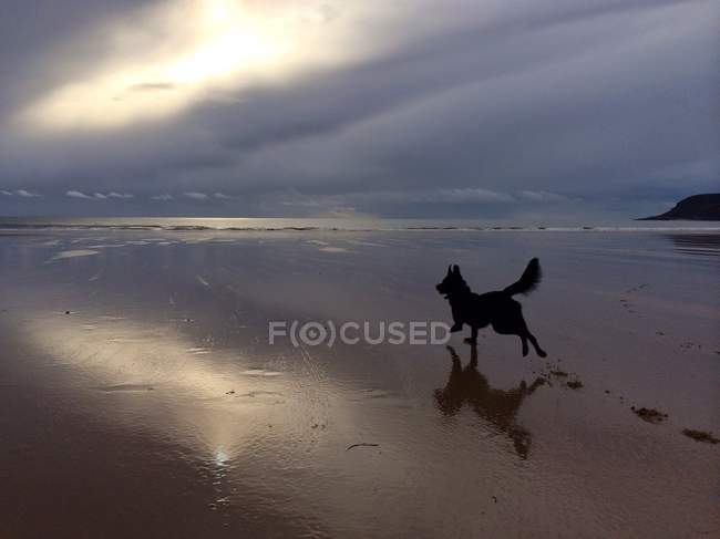 Vista panorâmica do cão correndo na praia — Fotografia de Stock