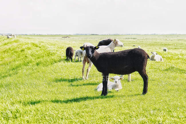 Schwarze und weiße Schafe stehen bei sonnigem Wetter auf der grünen Wiese — Stockfoto