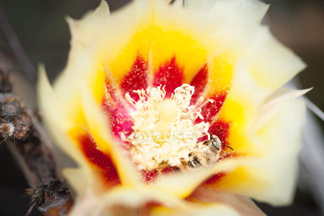 Close-up of Bee in blooming cactus flower — Stock Photo