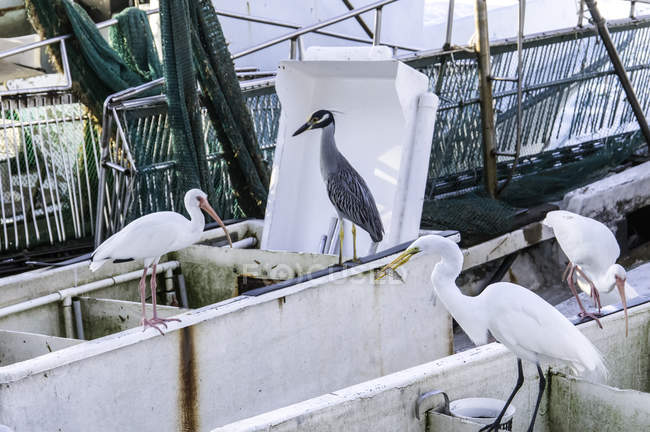Птицы, стоящие на контейнерах, США, Флорида, Майами — стоковое фото
