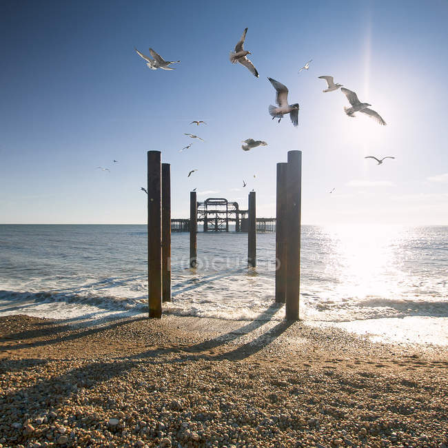 Brighton West Pier con gaviotas voladoras, Reino Unido - foto de stock