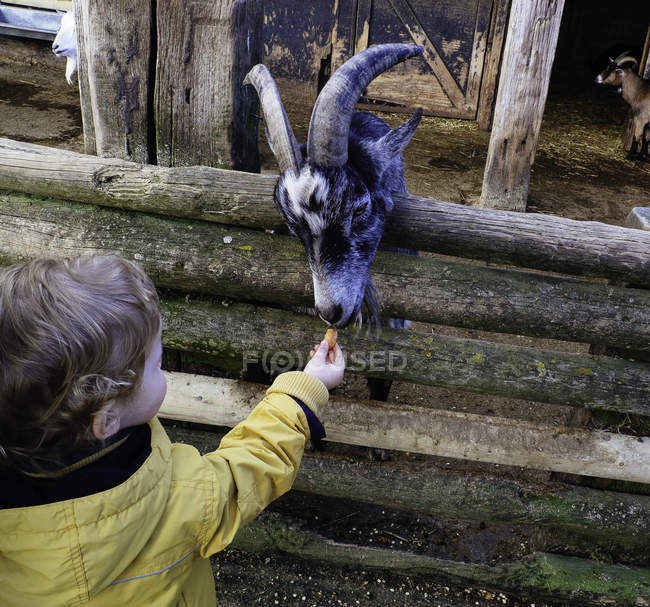 Маленький хлопчик годує козла за дерев'яним парканом — стокове фото