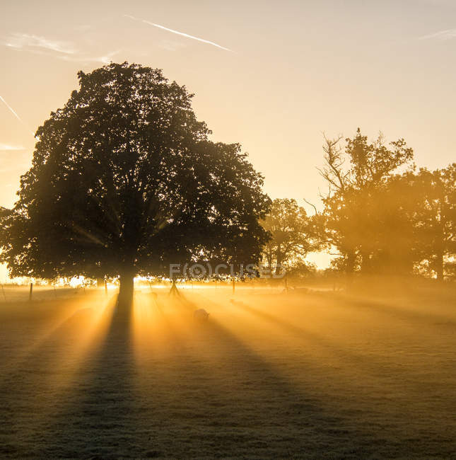 Scenic view of sunlight behind trees at sunrise — Stock Photo