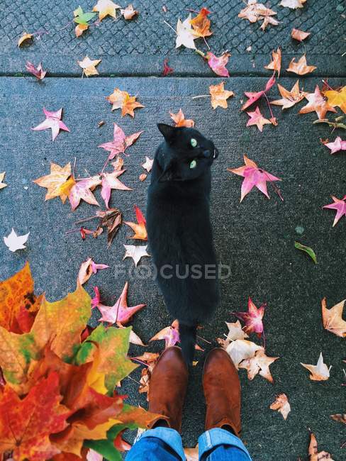 Людські ноги, осіннє листя і чорний кіт дивиться вгору — стокове фото