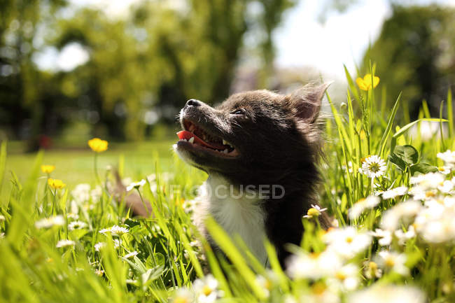 Chihuahua cachorro sentado no jardim, close-up — Fotografia de Stock