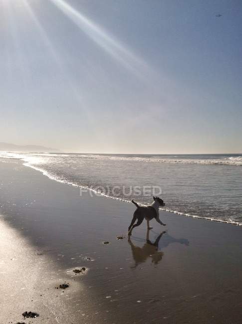 Scenic view of dog running on beach — Stock Photo
