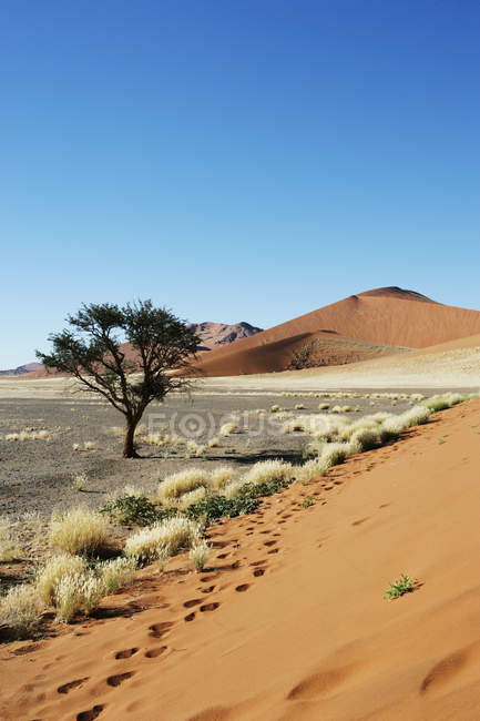 Vista panoramica di dune di sabbia e alberi nel deserto, Sossusvlei, Namibia — Foto stock