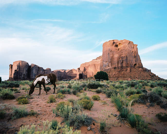 Выпас диких лошадей, Долина Монументов, Племенной парк Навахо, Юта, США — стоковое фото
