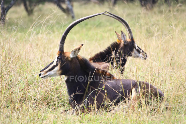 Две антилопы редкого соболя, лежащие в траве, Южная Африка, Лимпопо, муниципалитет округа Уотерберг, Табазимби — стоковое фото