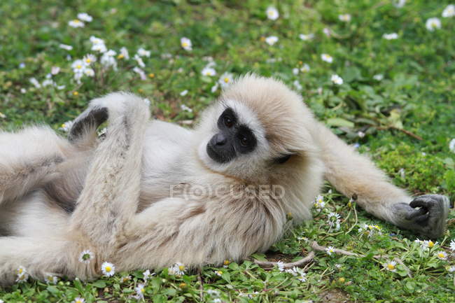 Gibbon acostado sobre hierba verde con flores, Tailandia - foto de stock
