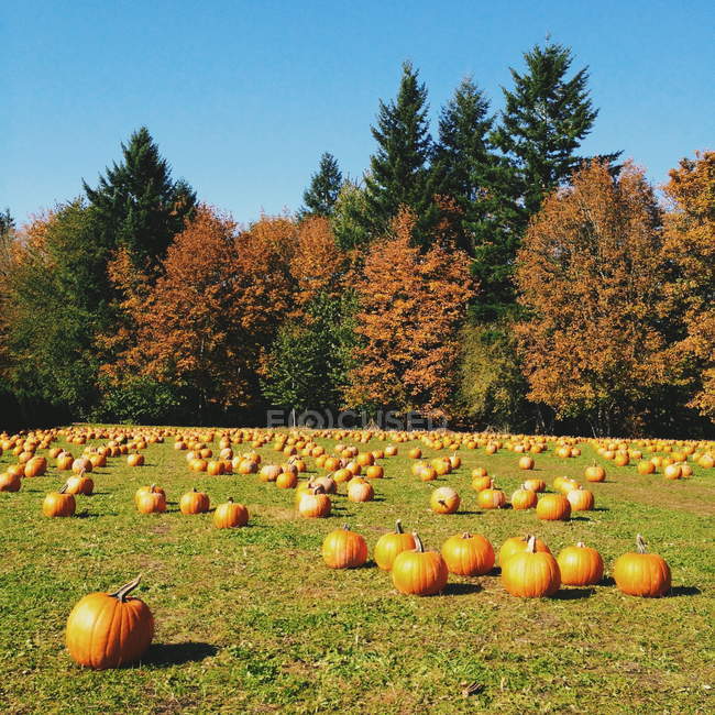Beautiful autumn pumpkin patch, Oregon, America, USA — Stock Photo