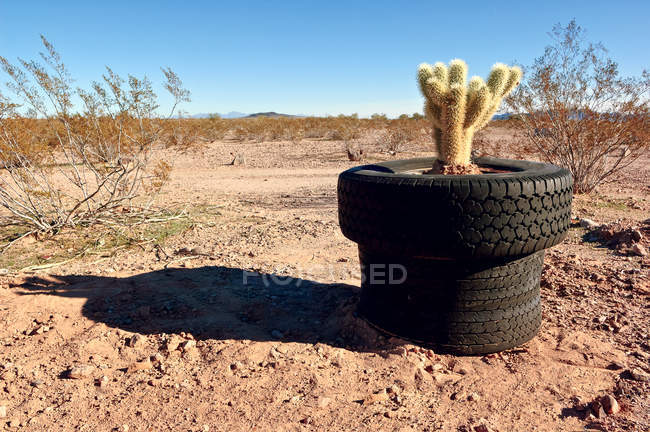 Scenic view of tired pot with cactus at Arlington, Maricopa County, Arizona, USA — Stock Photo