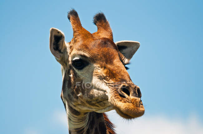 Gros plan portrait d'une jolie tête de girafe, Afrique du Sud — Photo de stock