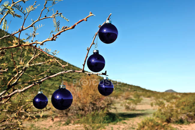 Vue panoramique d'ornements d'arbre de Noël bleu suspendus sur la branche à l'extérieur — Photo de stock
