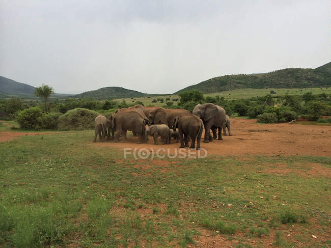 Rebanho de elefantes africanos na reserva de caça Pilanesberg — Fotografia de Stock