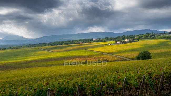 Vista panorámica del viñedo de Toscana, Pienza, Toscana, Italia - foto de stock