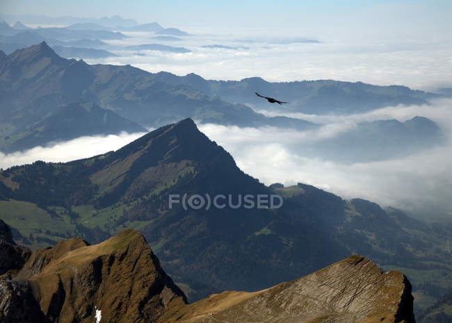 Pájaro volando sobre las nubes, Alpes Appenzell, Suiza - foto de stock
